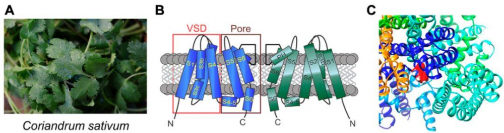 香菜作为中药治疗癫痫，被美国科学家的最新研究证实，研究揭示了香菜治疗癫痫的分子机制-第3张图片-爱来健康