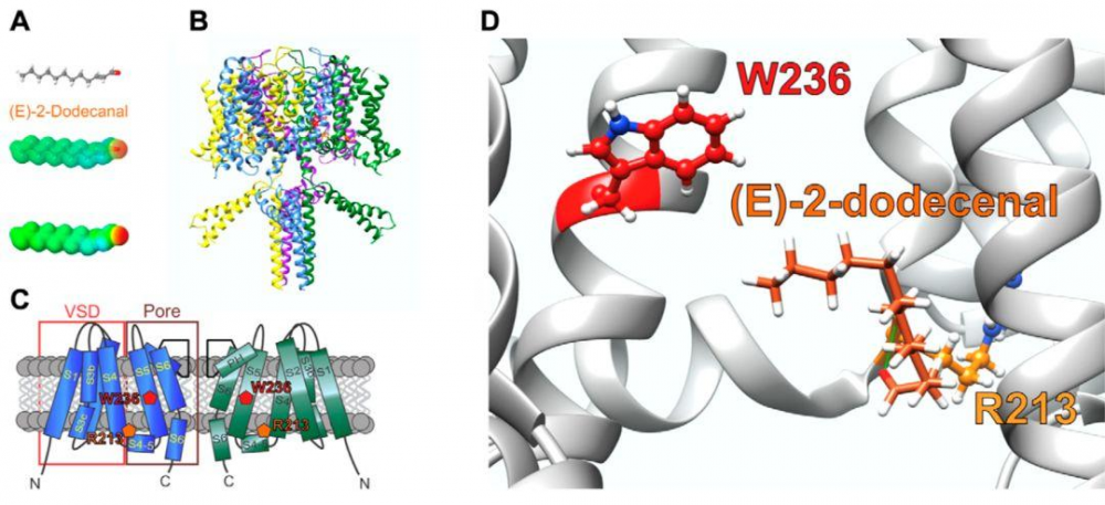 香菜作为中药治疗癫痫，被美国科学家的最新研究证实，研究揭示了香菜治疗癫痫的分子机制-第4张图片-爱来健康