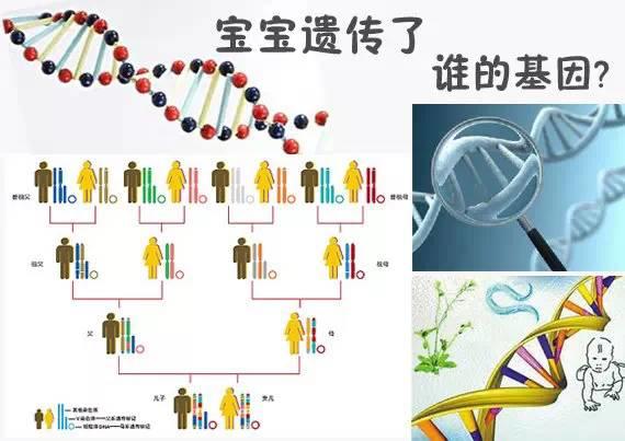 夫妻谁的基因决定了孩子智商和相貌？太准了-第2张图片-爱来健康