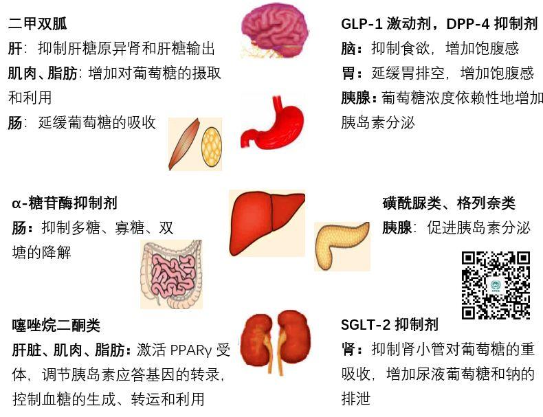 各类口服降糖药特点及用药交代，值得收藏！-第2张图片-爱来健康