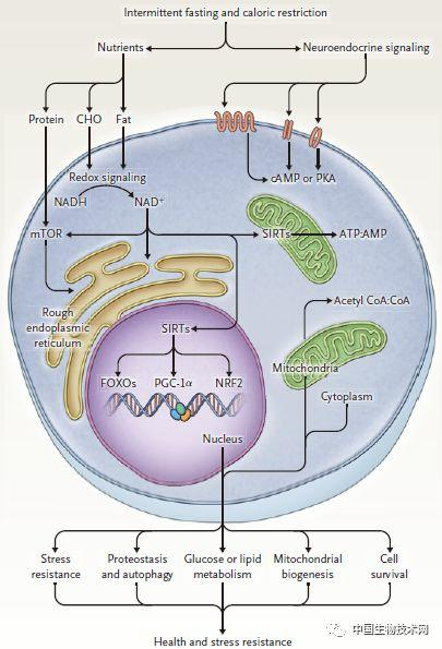 NEJM：间歇性禁食对健康、衰老和疾病的影响-第3张图片-爱来健康