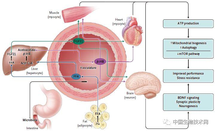 NEJM：间歇性禁食对健康、衰老和疾病的影响-第4张图片-爱来健康