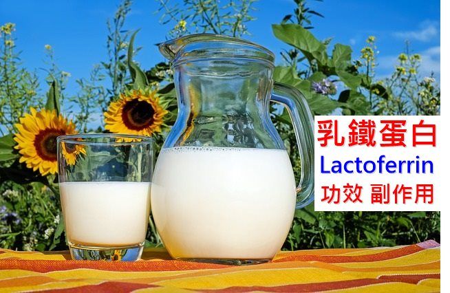 乳铁蛋白的5种功效及副作用（2点使用禁忌要小心）-第1张图片-爱来健康