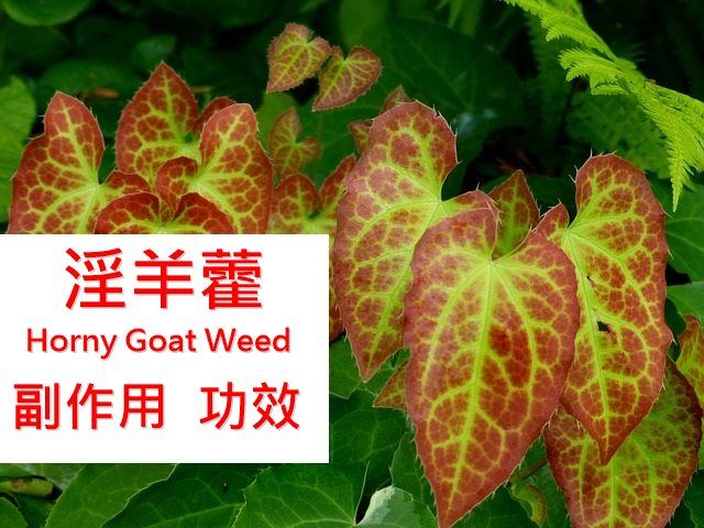 淫羊藿的5种功效及副作用（7点使用禁忌要小心）-第1张图片-爱来健康