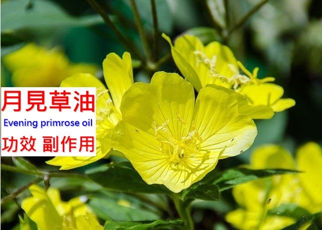 月见草油的9种功效及副作用（10点使用禁忌要小心）-第1张图片-爱来健康