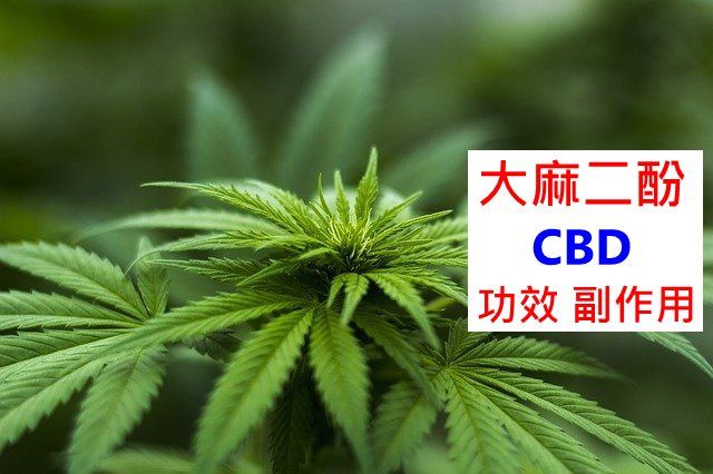 CBD（大麻二酚）的5种功效及副作用（8点使用禁忌请留意）-第1张图片-爱来健康