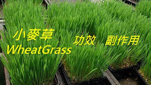 小麦草的4种功效及副作用（3点使用禁忌要小心）-第1张图片-爱来健康