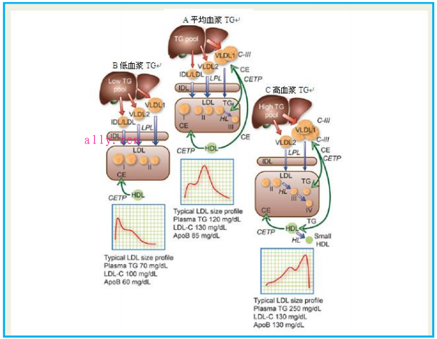 低密度脂蛋白引起动脉粥样硬化性心血管病的病理生理学、遗传学和治疗学见解-第2张图片-爱来健康