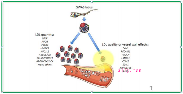低密度脂蛋白引起动脉粥样硬化性心血管病的病理生理学、遗传学和治疗学见解-第6张图片-爱来健康