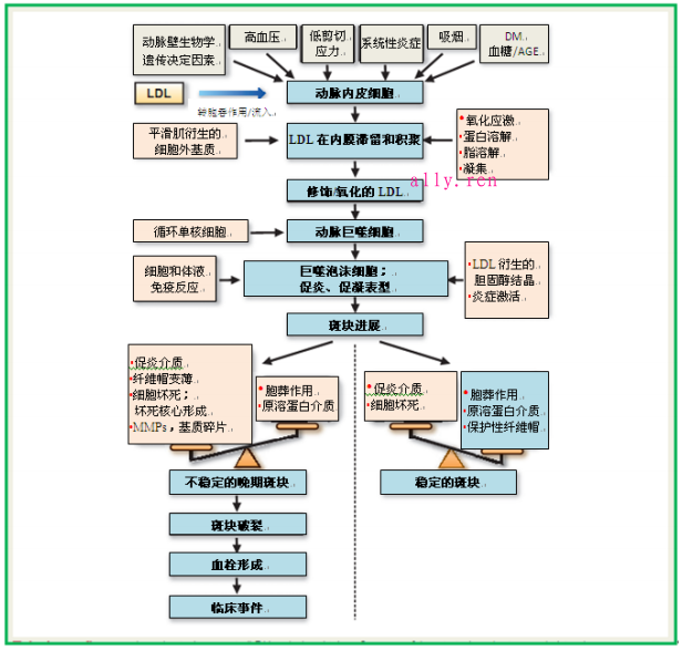 低密度脂蛋白引起动脉粥样硬化性心血管病的病理生理学、遗传学和治疗学见解-第8张图片-爱来健康